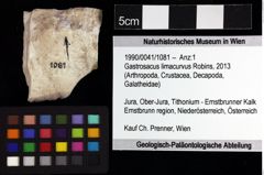 Foto (Objket + Etiketten) von Gastrosacus limacurvus (Robins, 2013) 